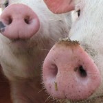 Schwein Schwein