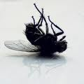 Fliegen