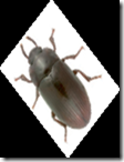Tempexkäfer/Spyrotoxkäfer