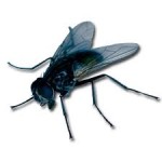 Fliege1